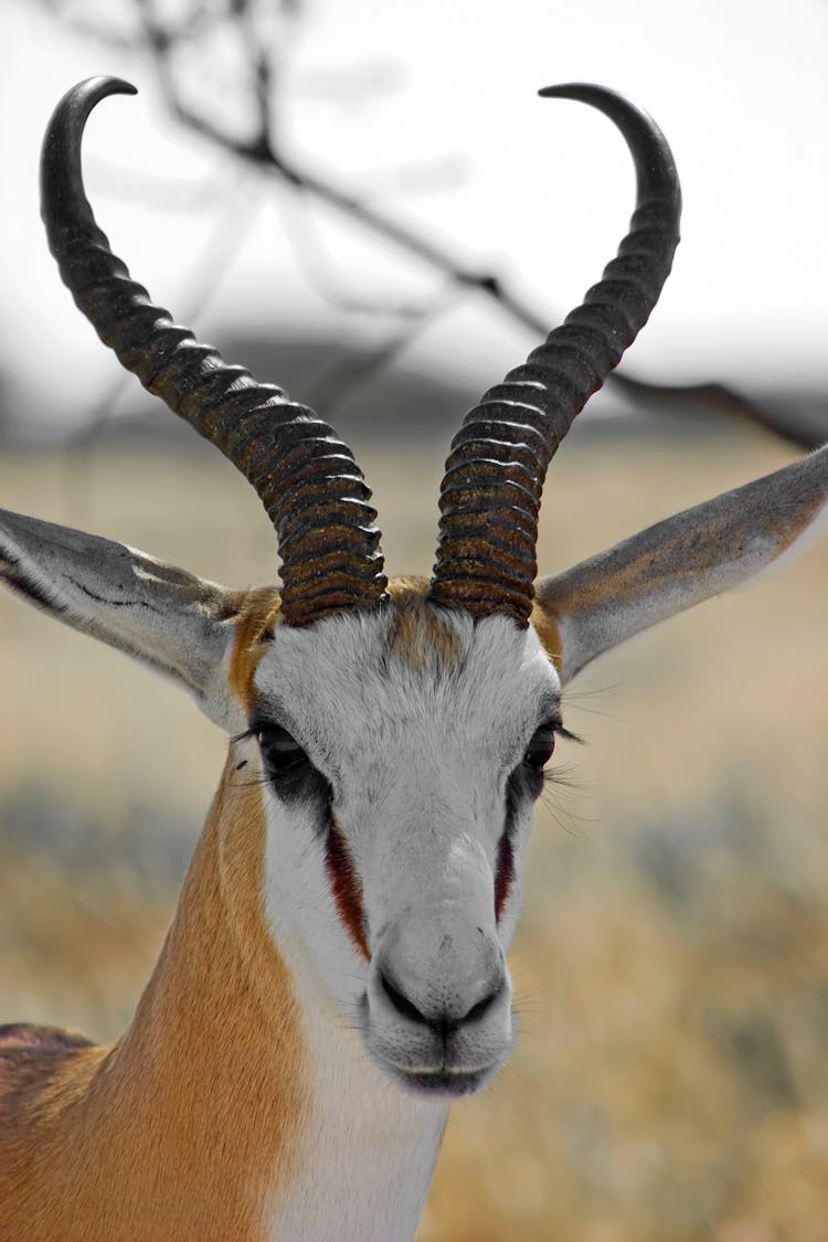 Close Up Shot Of A Springbok