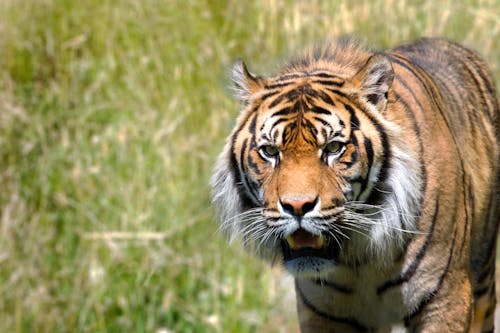 Close Up Shot of a Tiger