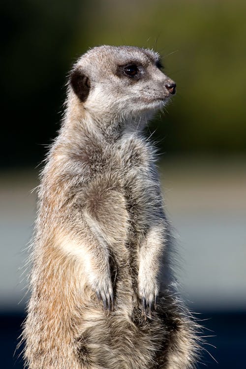 Close Up Shot of a Meerkat