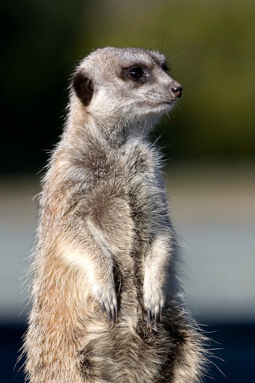 Close Up Shot of a Meerkat · Free Stock Photo