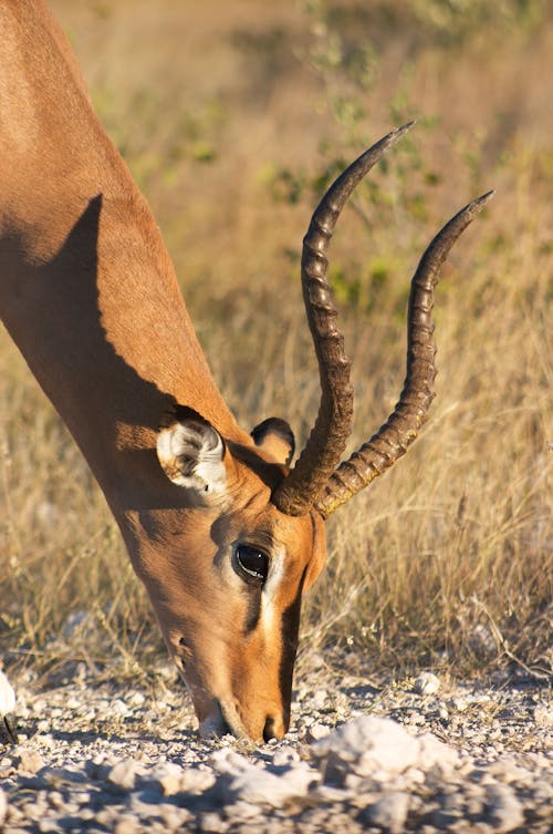 Brown Antelope in Close Up Shot