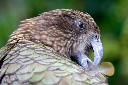 Detailed image of a Kea parrot grooming itself in New Zealand.