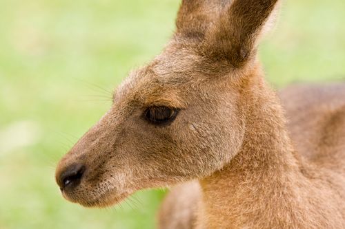 Free Profile view of a kangaroo in Australia showcasing its natural fur texture. Stock Photo