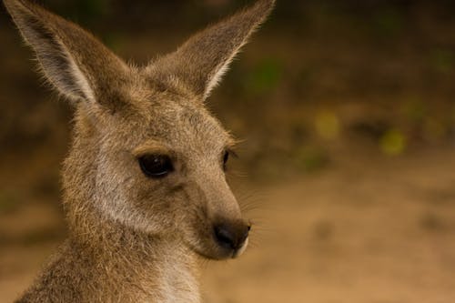 Close Up Photo of a Kangaroo