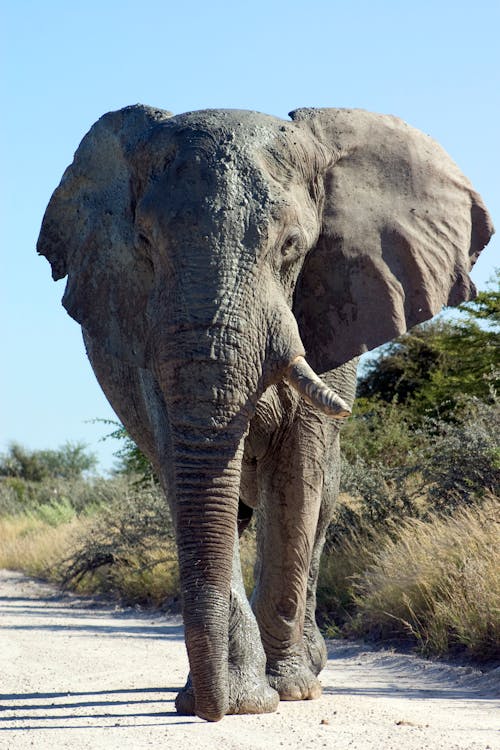 Elephant Walking Towards the Camera
