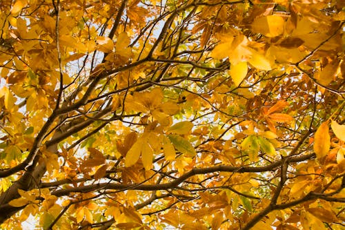 Free stock photo of autumn, branches, environment Stock Photo