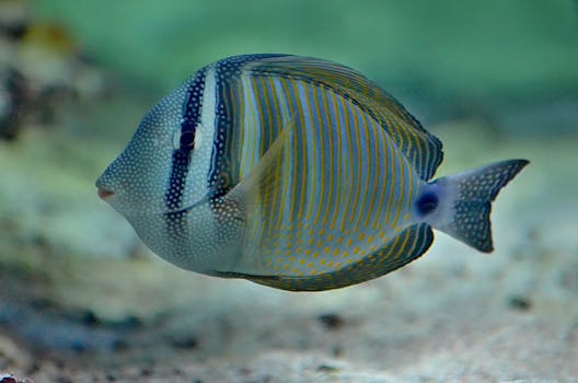 一条身体带有圆盘状条纹的异国斑纹鱼在大型家用水族馆的透明水中游动