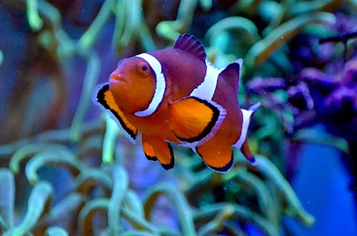 Free Tropical clownfish with colorful orange skin and white stripes swimming in clean water of aquarium near seaweeds Stock Photo