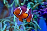 热带小丑鱼身披橙色彩衣，点缀着白色条纹，在干净的水族箱里，于海藻附近游弋