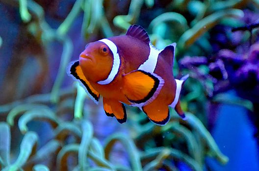 Tropical clownfish with colorful orange skin and white stripes swimming in clean water of aquarium near seaweeds