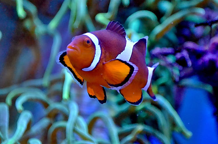 Bright Exotic Anemonefish Swimming In Aquarium