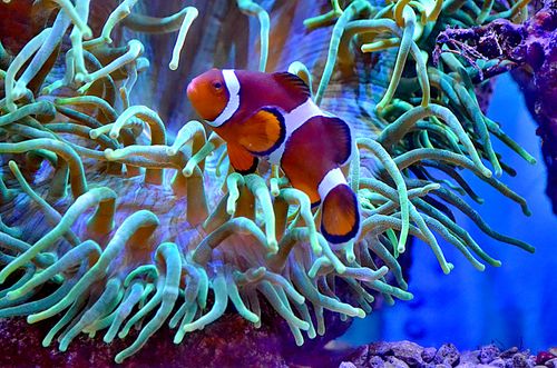 Free Full body exotic clownfish with orange and white skin near lush seaweeds in aquarium Stock Photo