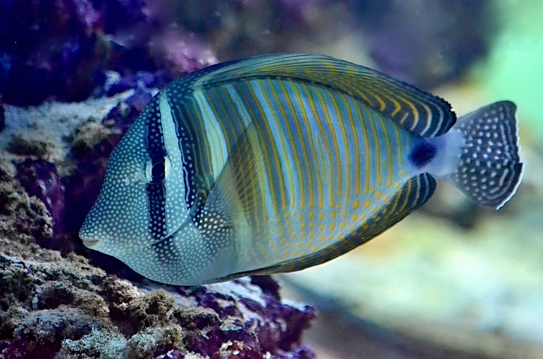 Big Striped Zebrasoma Fish Near Reef Free Stock Photo big-striped-zebrasoma-fish-near-reef-free-stock-photo