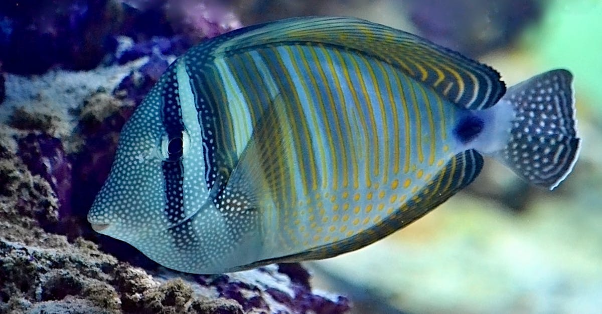 How to clean acrylic aquarium without scratching