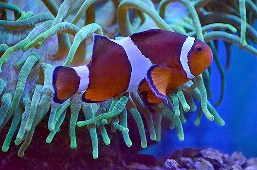 Swimming anemonefish with bright orange and white skin near white lush seaweed in big aquarium