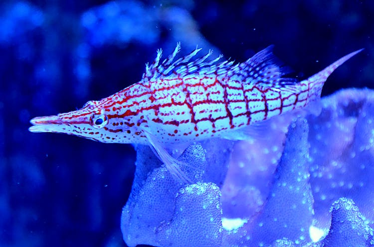 Colorful Longnose Hawkfish Near Seaweed In Aquarium