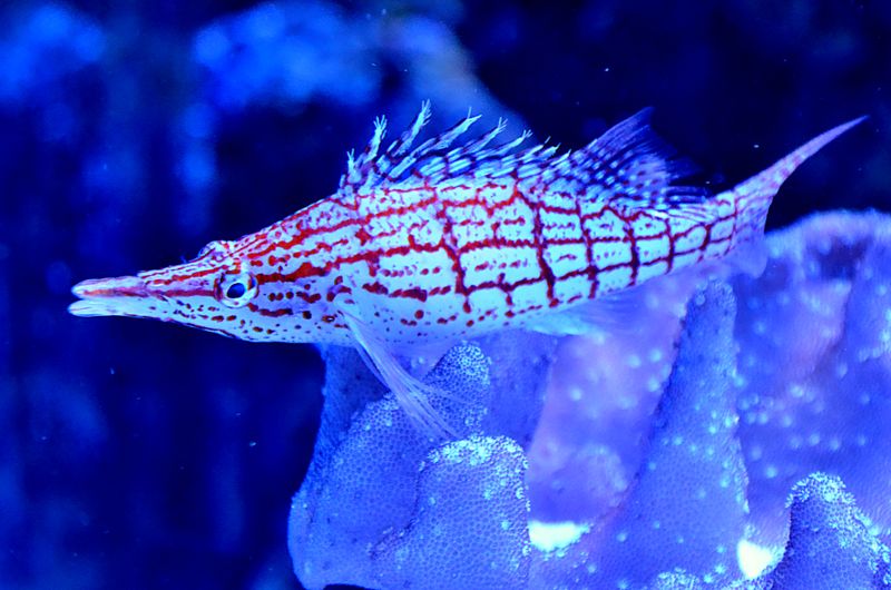 Full body exotic longnose hawkfish swimming in transparent saltwater aquarium near tropical seaweeds
