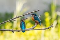 Selective Focus of Two Kingfisher Birds on Tree Branch