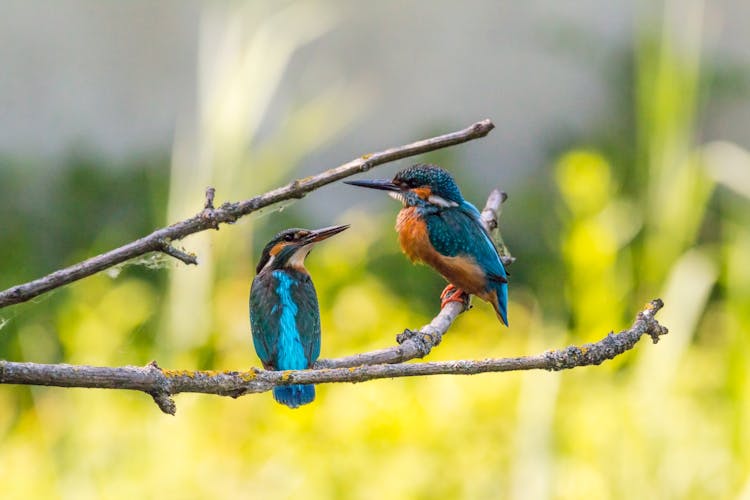 Selective Focus Of Two Kingfisher Birds On Tree Branch