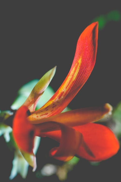 Free Red and Yellow Flower in Close Up Photography Stock Photo