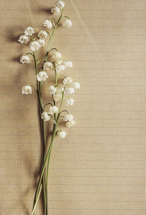 Free White Orchids Stock Photo