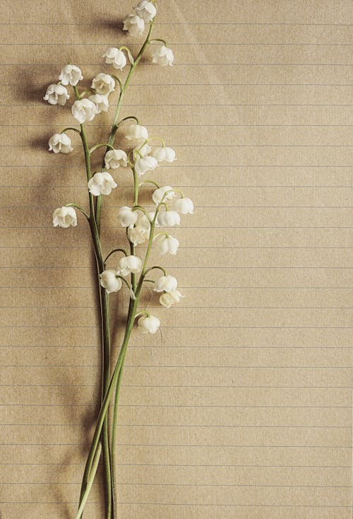 白色蘭花