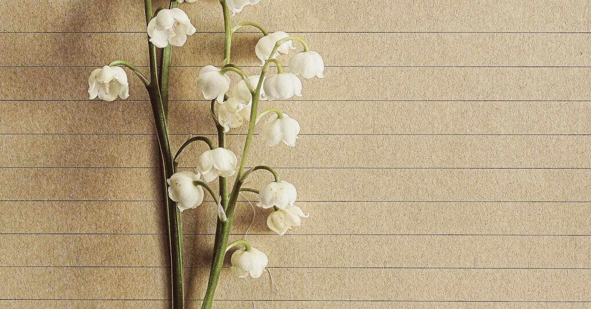 Delicate lily of the valley flowers arranged on textured paper, showcasing elegance and natural beauty.