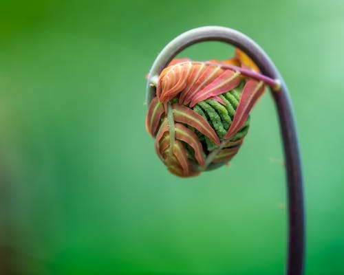 Closeup of small delicate new fronds of royal fern sprouting against blurred green background