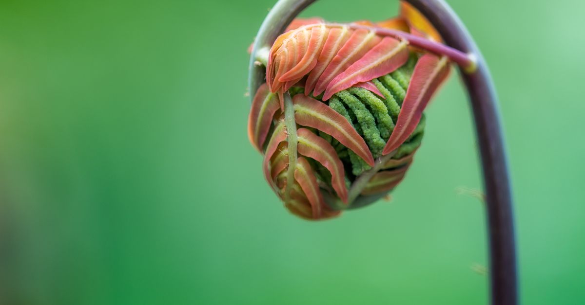 Foto macro detalhada de uma vibrante fronda de samambaia emergente com um fundo verde suave e desfocado.