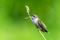 Exotic Mellisuga minima bird sitting on stem in green field
