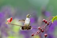 Cute vervain hummingbird sitting on branch of blooming pomegranate tree with spread wings in garden