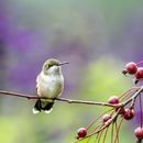 Cute vervain hummingbird sitting on tree branch in garden