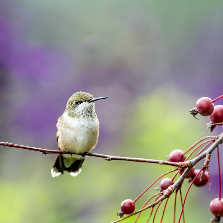 Cute Vervain Hummingbird Sitting On Tree Branch In Garden