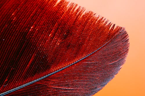 Free Red and Black Feather in Close Up Shot Stock Photo