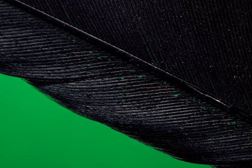 

Close Up Shot of a Black Feather