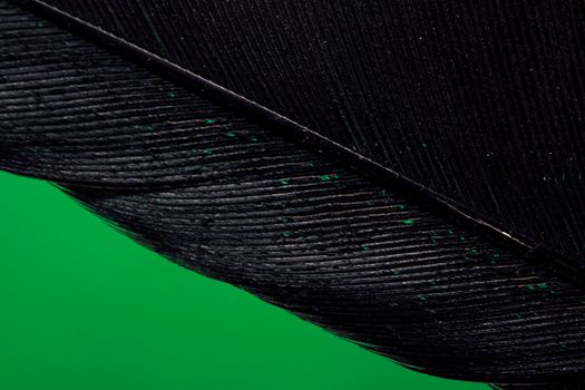Detailed macro shot of a black feather against a bright green backdrop, highlighting texture and pattern.