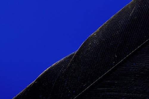 Free Close Up Shot of a Black Feather Stock Photo