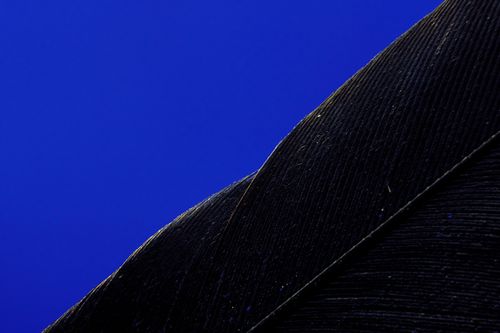 Free Detailed close-up of a feather set against a vivid blue background, showcasing texture and pattern. Stock Photo