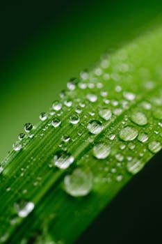 Close-up view of dewdrops on a vibrant green leaf, showcasing nature's freshness.