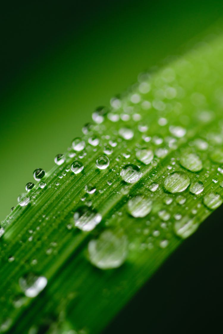 Focus Photography Of Green Leaf With Water Droplets