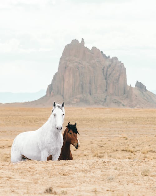 Horses on Prairie