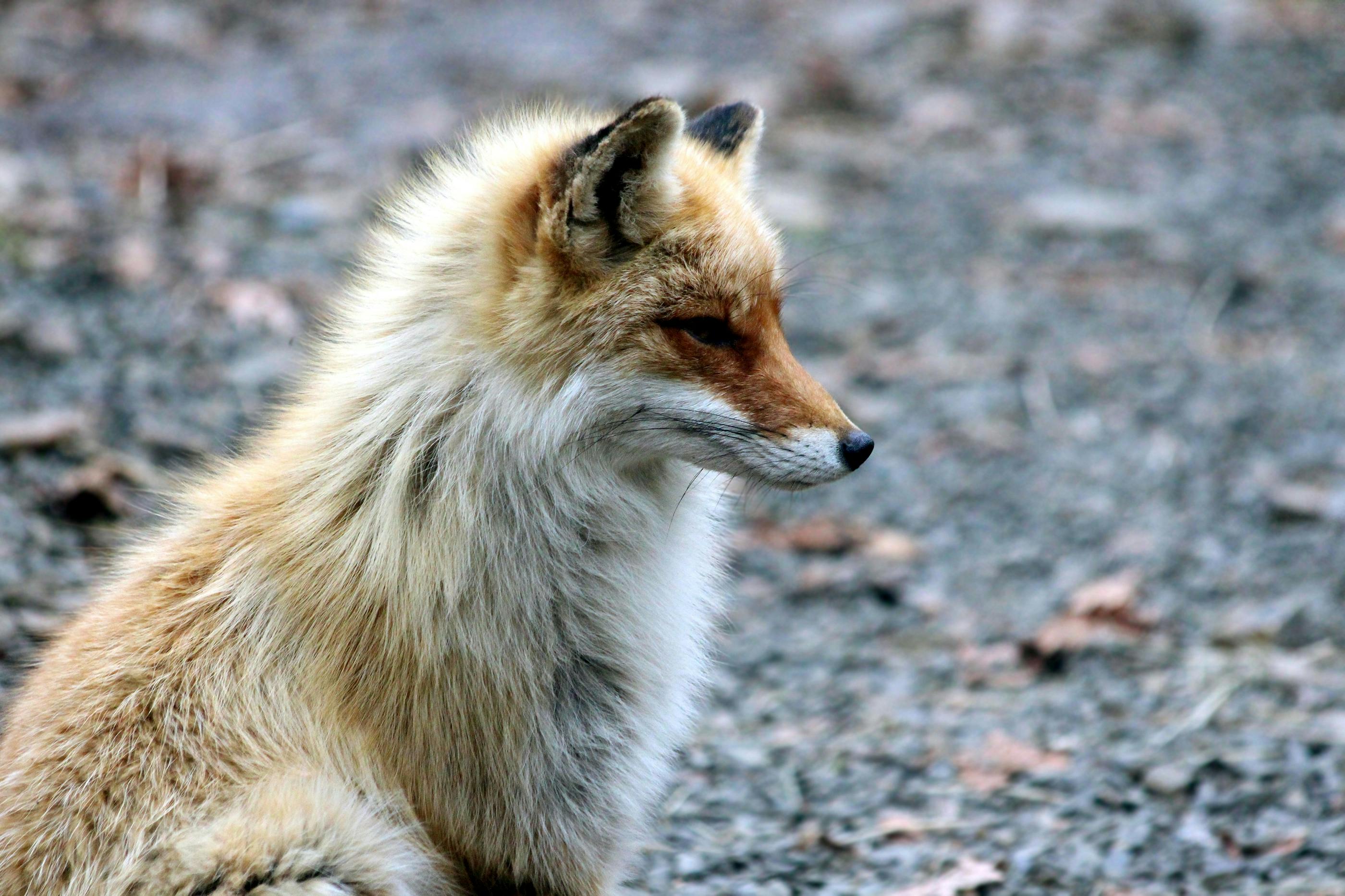 Brown and White Fox on Green Grass Land · Free Stock Photo