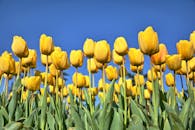 在清澈的蓝天下，明亮的黄色郁金香绽放，展现了春天的美丽