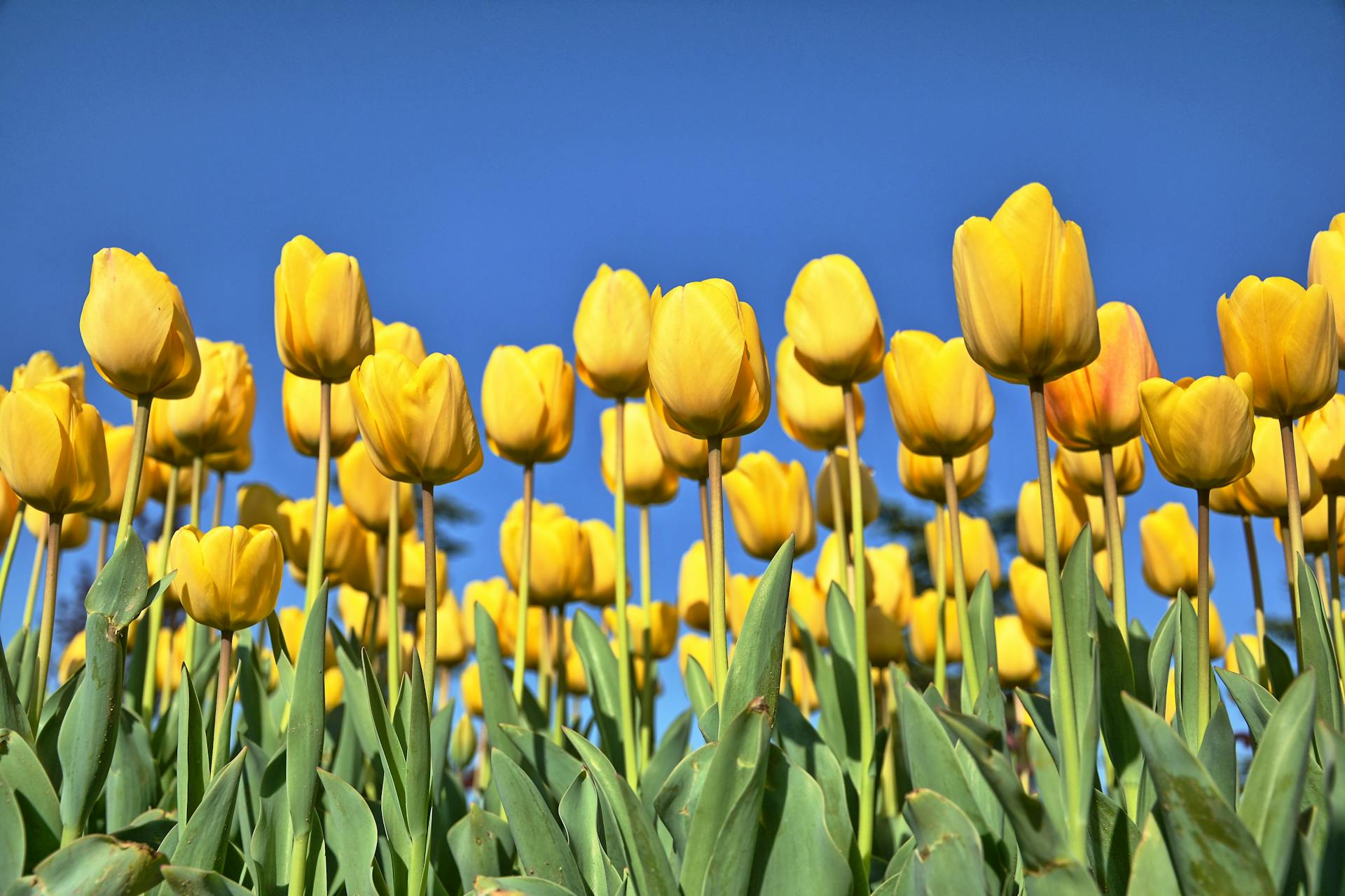 Bright yellow tulips blossoming in a field against a clear blue sky, showcasing spring beauty.