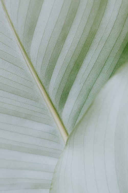 Macro Photo of a Leaf · Free Stock Photo