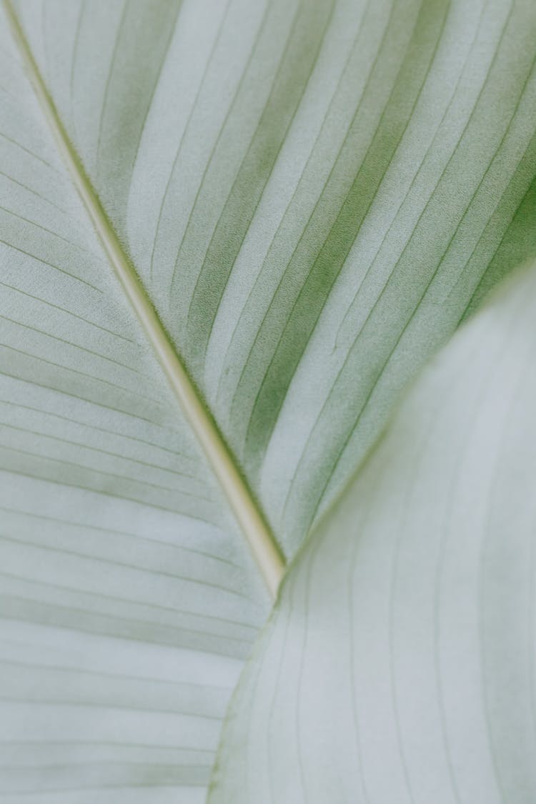 Macro Photo Of A Leaf