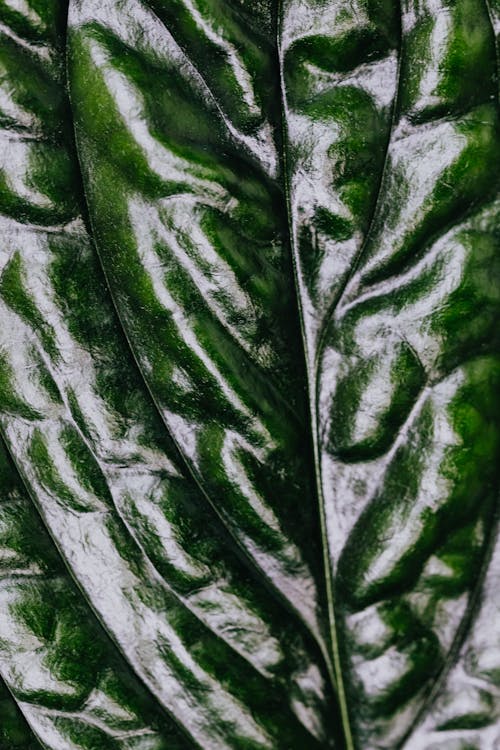 Macro Photo of a Leaf