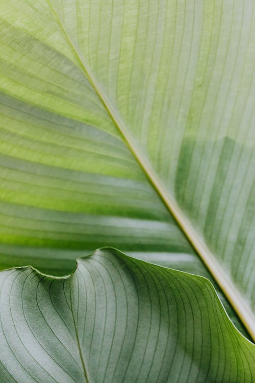 instagram 이야기 배경, 나뭇잎, 녹색의 무료 스톡 사진