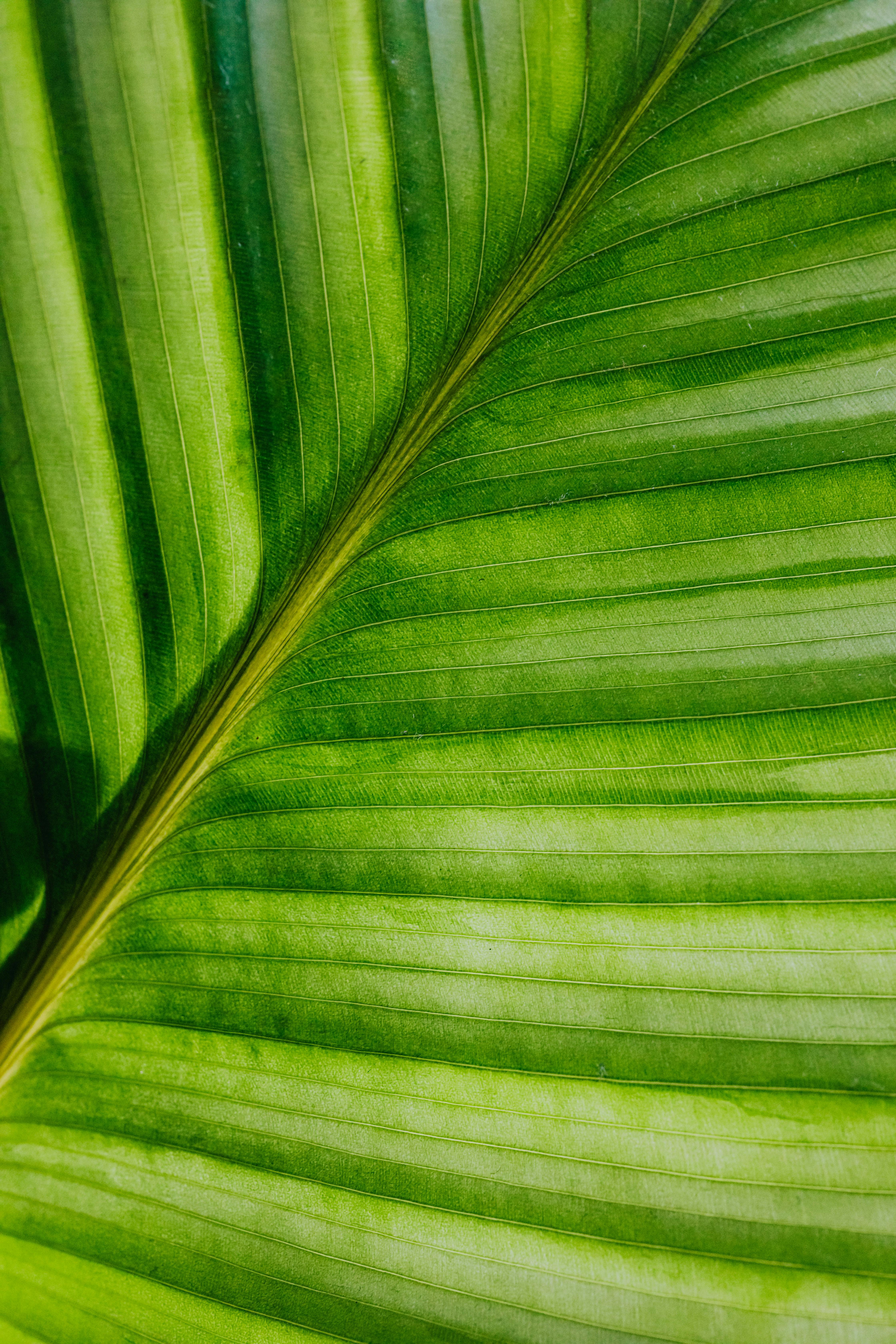 macro photo of a leaf