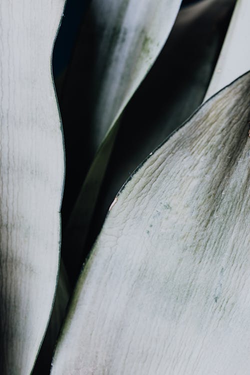 Close Up Shot of a Succulent